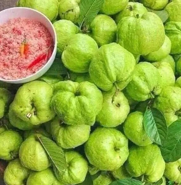 Semences de goyavier thaïlandais disponible duré de production 4 mois. Sachet de 250 graines a 15000 FCFA