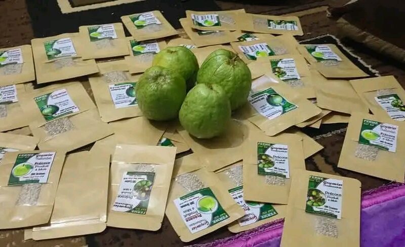 Semences de goyavier thaïlandais disponible duré de production 4 mois. Sachet de 250 graines a 15000 FCFA